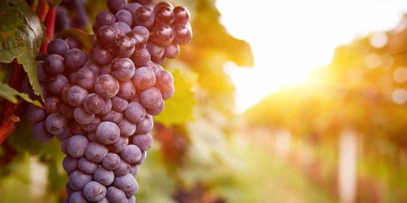 Виноделие в Армении