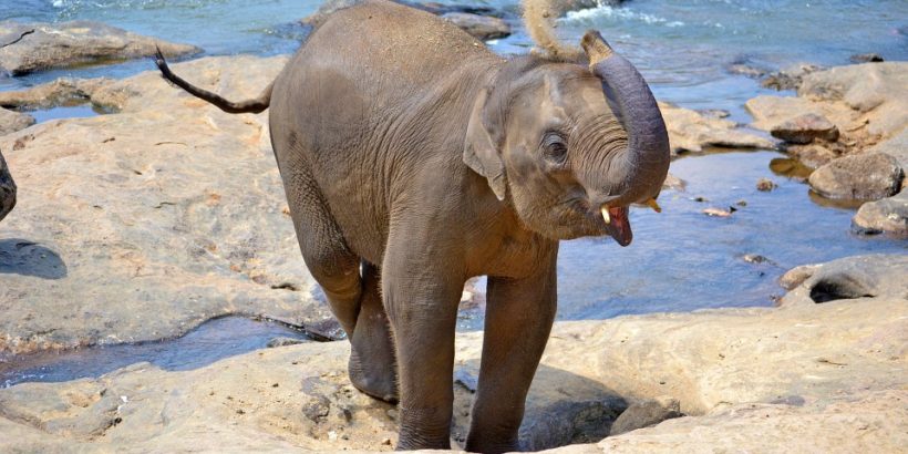 baby-elephant_srilanka
