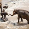 elephants_india
