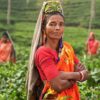 Чайная плантация в Индии