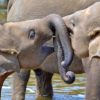 young-elephants_srilanka