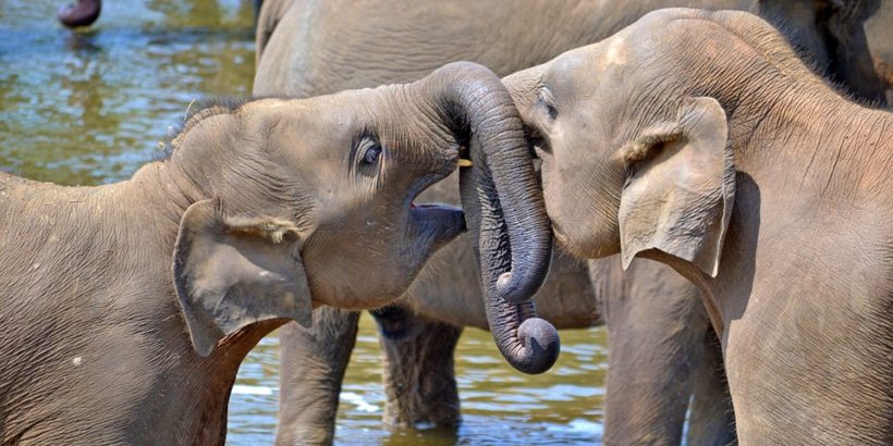 young-elephants_srilanka